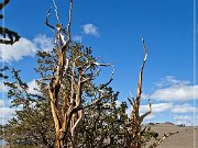 ancient_bristlecone_pine_forest_20