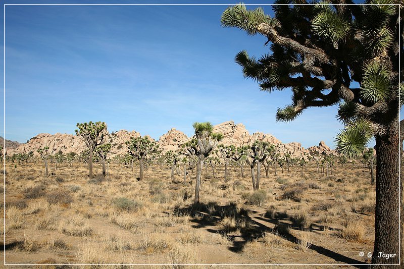 Joshua Tree NP