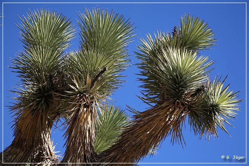 Joshua Tree NP