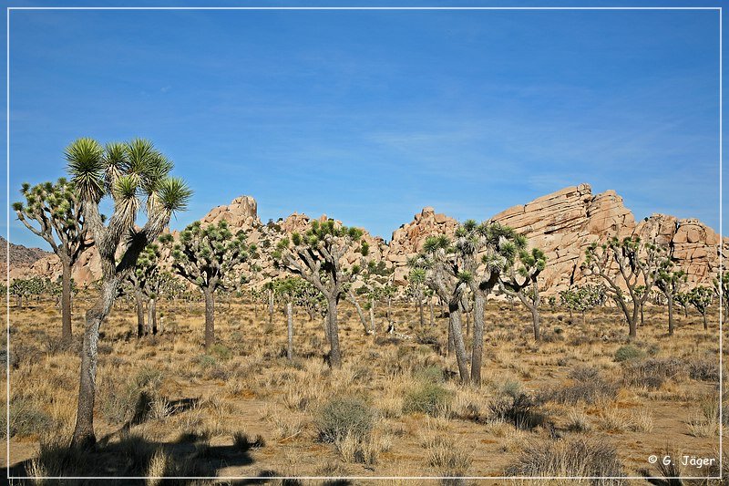 Joshua Tree NP
