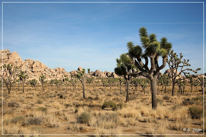 Joshua Tree NP