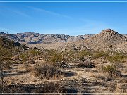 Joshua Tree NP