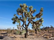 Joshua Tree NP