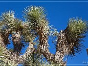 Joshua Tree NP