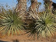 Joshua Tree NP