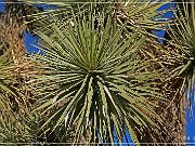 Joshua Tree NP