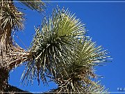 Joshua Tree NP