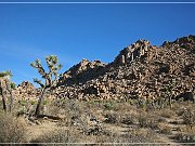 Joshua Tree NP
