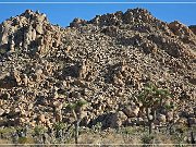 Joshua Tree NP