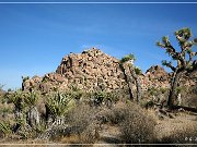 Joshua Tree NP