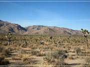 Joshua Tree NP