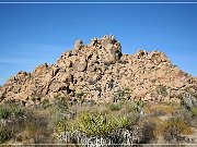 Joshua Tree NP