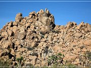 Joshua Tree NP