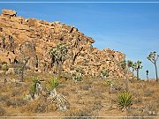 Joshua Tree NP