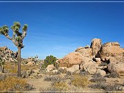Joshua Tree NP