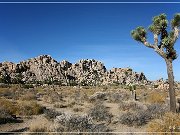 Joshua Tree NP