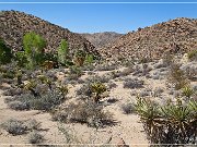 Cottonwood Spring