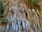 Cottonwood Spring