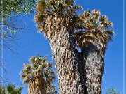 Cottonwood Spring