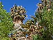 Cottonwood Spring