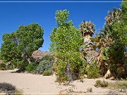 Cottonwood Spring