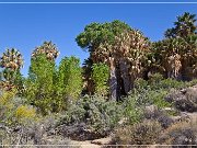 Cottonwood Spring