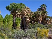 Cottonwood Spring