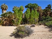 Cottonwood Spring