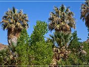 Cottonwood Spring