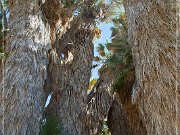 Cottonwood Spring