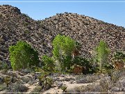 Cottonwood Spring