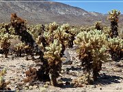 Cholla Cactus Garden