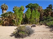 Cottonwood Spring