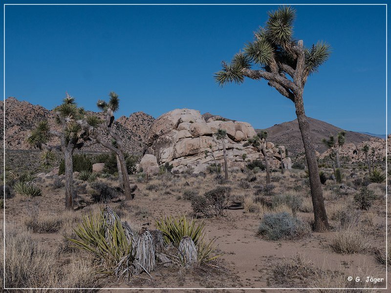 joshua tree np park blvd 03