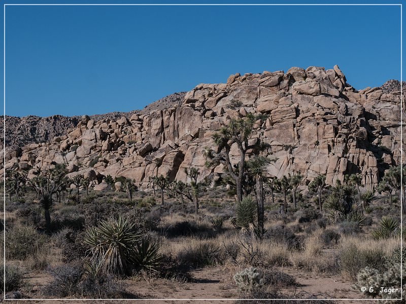 joshua tree np park blvd 04