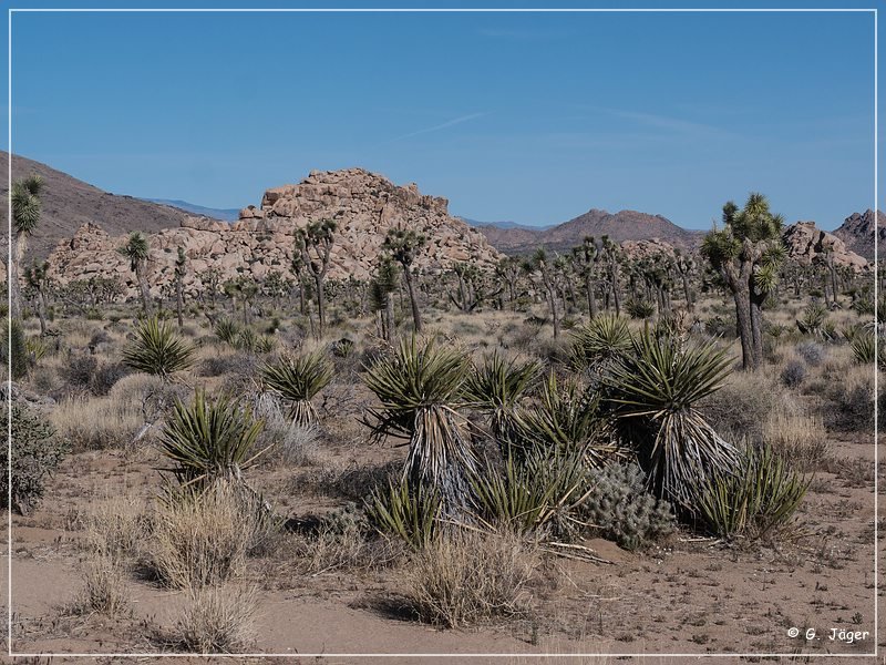 joshua tree np park blvd 05
