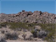 Joshua Tree NP