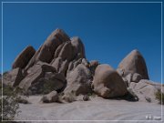 Joshua Tree NP