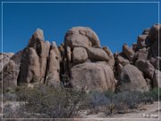 Joshua Tree NP