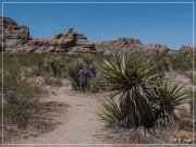 Joshua Tree NP