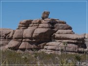 Joshua Tree NP