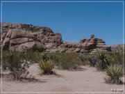 Joshua Tree NP