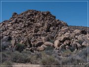 Joshua Tree NP