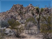 Joshua Tree NP