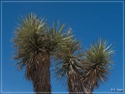 Joshua Tree NP
