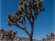 Joshua Tree NP