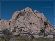 Joshua Tree NP