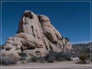 Joshua Tree NP
