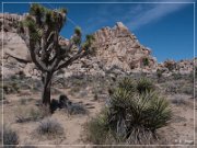 Joshua Tree NP