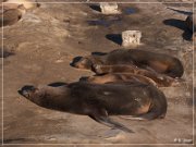 La Jolla Cove